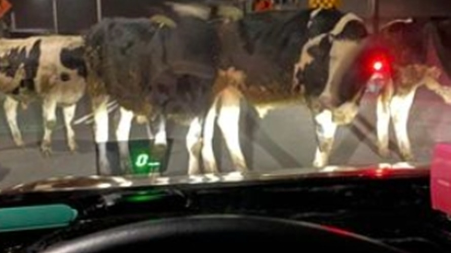 直行突然眼前出現一群牛,駕駛傻眼。(圖/翻攝路上觀察學院)