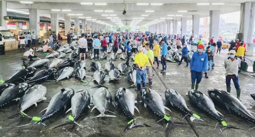 屏東東港漁港在漁業署公告自12日起停止捕撈黑鮪的前一天,有163尾進港,區漁會提醒民眾不必擔心缺貨,因多數捕獲的黑鮪魚已進入冷鏈系統保存。(圖/東港區漁會提供)