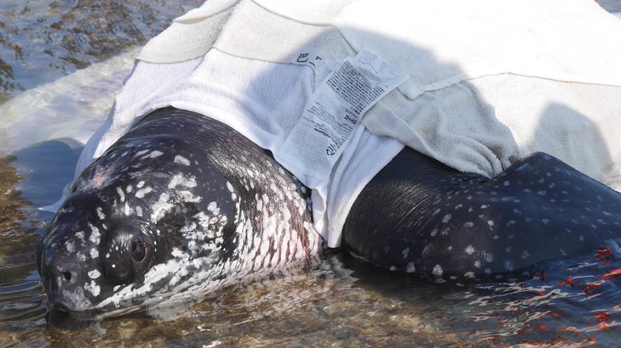 革龜為誤食魚線,導致消化道病變死亡。(圖/海保署提供)