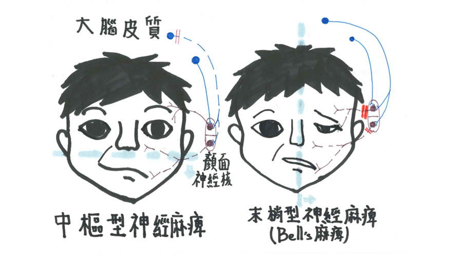 ▲(圖/王嵩涵女士繪)