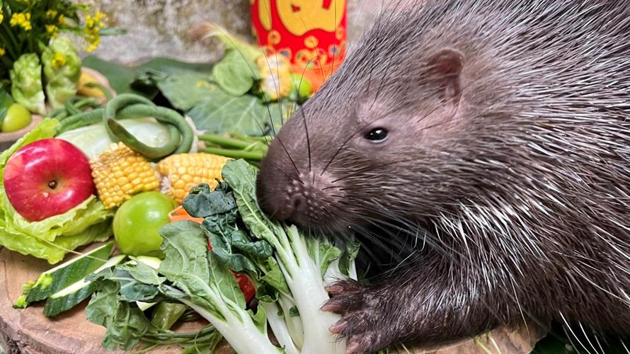 過年動物們也有年菜大餐。(圖/高雄市觀光局提供)