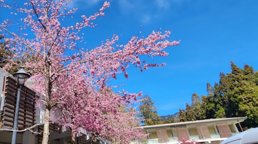 香林服務區的阿龜櫻。(圖/取自阿里山國家森林遊樂區官網)