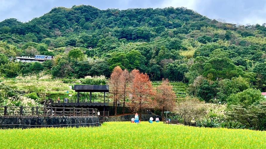 貓空樟樹步道魯冰花海。(圖/台北市政府提供)
