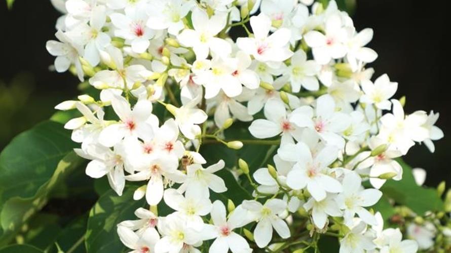 臺南市2024桐花祭登場。(圖/台南市政府提供)