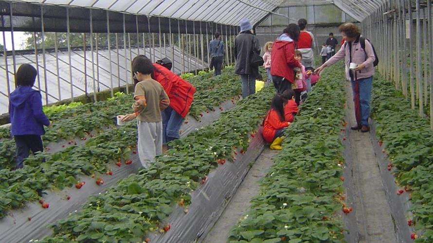 休閒農場採果樂。(圖/台北市政府提供)