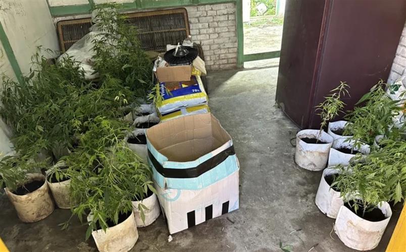 嘉義檢警在嫌犯租屋處查獲307株大麻植栽及相關設備。(圖／翻攝畫面)
