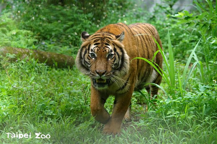 來自法國的「Shima」和「Serikin」開始和大家見面了!(圖/台北市立動物園提供)