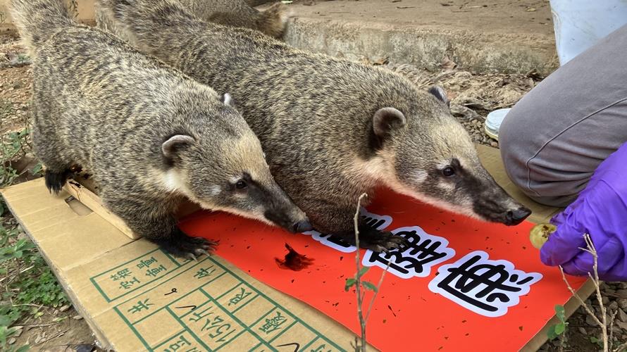北美浣熊、長鼻浣熊腳踏食用色素，走上春聯用腳印作畫。(圖/新竹市政府提供)