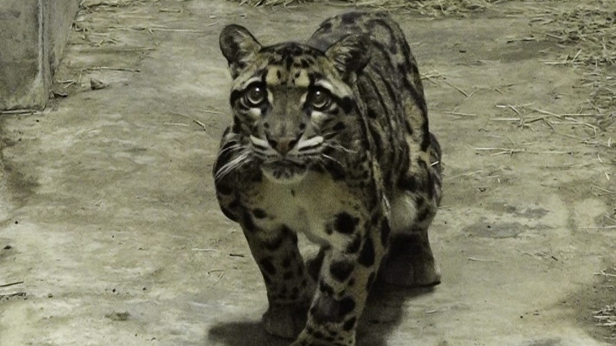 德國來的雲豹「Suki」入住台灣動物區。(圖/北市動物園提供)