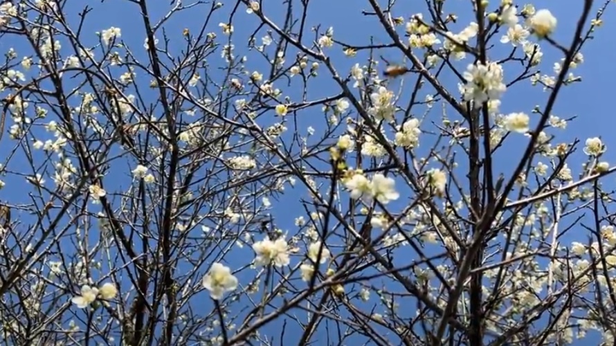 過年時梅山公園梅花最美麗。(圖/張美欣攝)