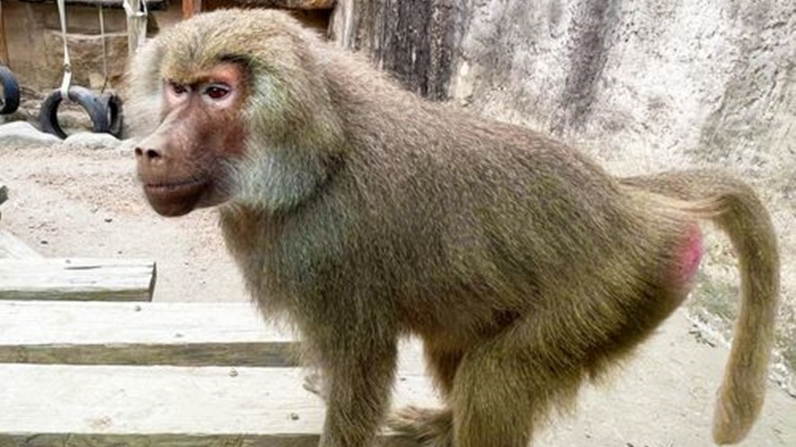 陳其邁也搭上狒狒梗宣傳壽山動物園。(圖／取自陳其邁臉書)
