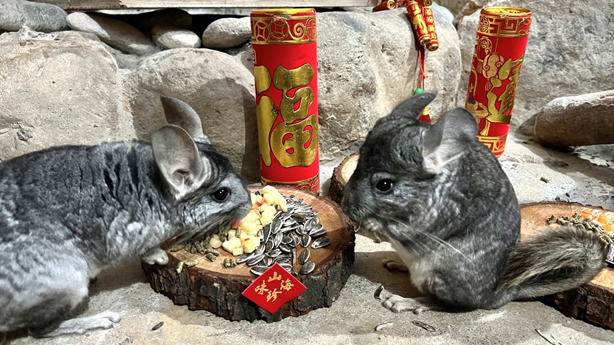 絨鼠品嚐佳餚。(圖/高雄觀光局提供)