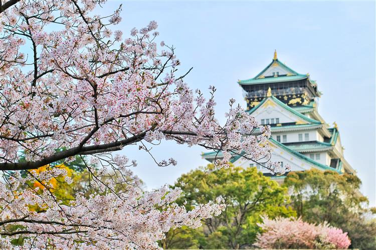 台灣民眾喜愛去日本賞櫻。(圖/pexels)