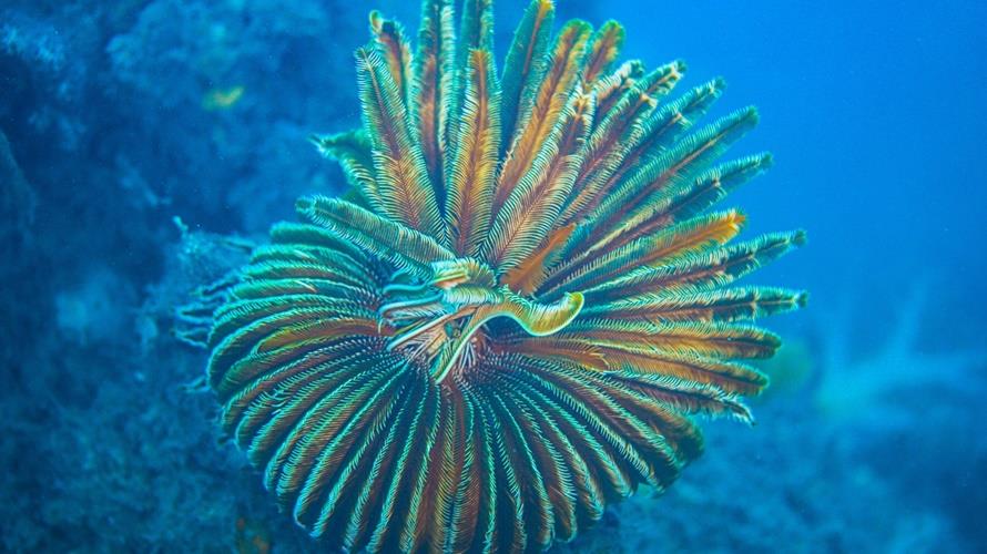 海保署棘皮動物有新發現。(圖/海保署提供)