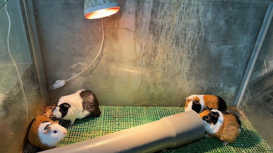 動物天冷需靠暖燈照。(圖/新竹市政府提供)
