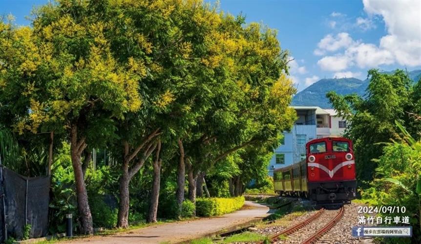 秋季限定美景, 阿里山小火車同框滿竹自行車道變色換裝欒樹吸睛。(圖/摘自「漫步在雲端的阿里山」臉書)